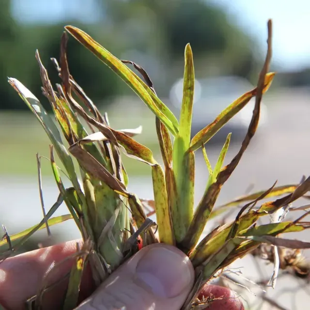 thumbnail for publication: Mosaic Disease and Lethal Viral Necrosis (LVN) of St. Augustinegrass Caused by Sugarcane Mosaic Virus